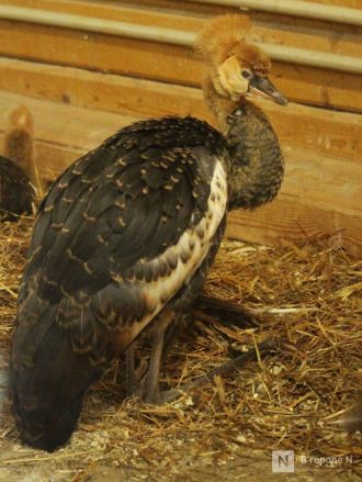 Детки в объективе: показываем милых малышей, которые родились в нижегородском зоопарке «Лимпопо» - фото 54