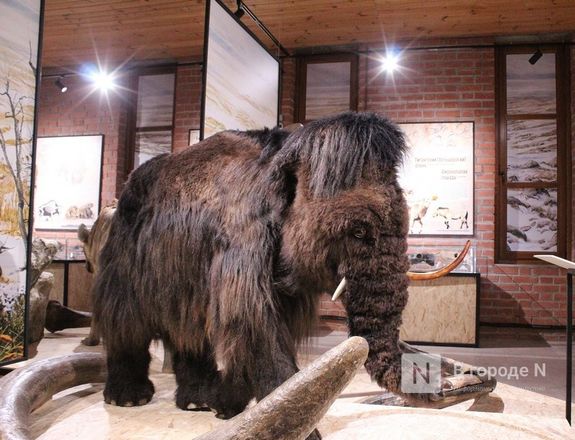 Ледниковый период по-нижегородски: палеонтологическая выставка открылась в Кремле - фото 46
